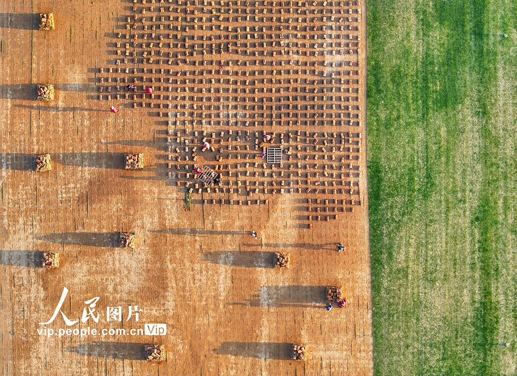 江西豐城：岸線修復 綠草生“金”