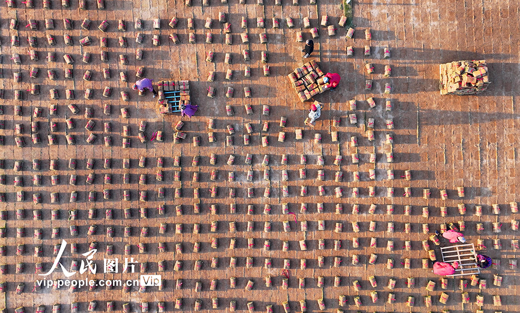 江西豐城：岸線修復 綠草生“金”【7】