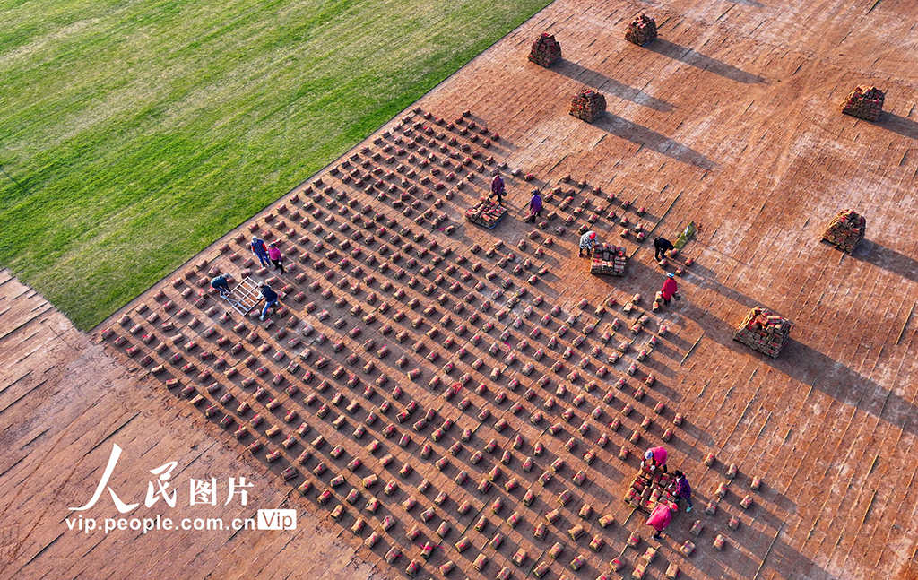 江西豐城：岸線修復 綠草生“金”【3】