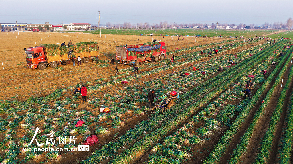 河南社旗：保障節前“菜籃子”供應【2】