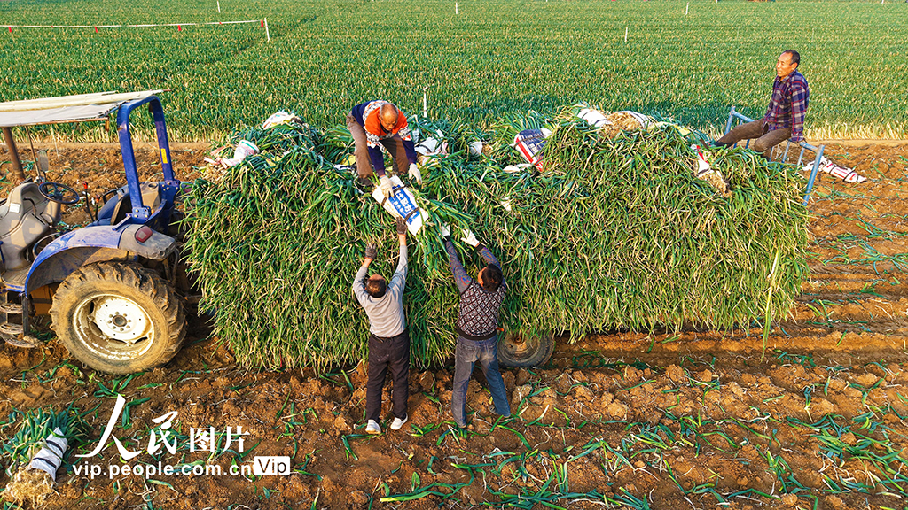 河南社旗：保障節前“菜籃子”供應【4】