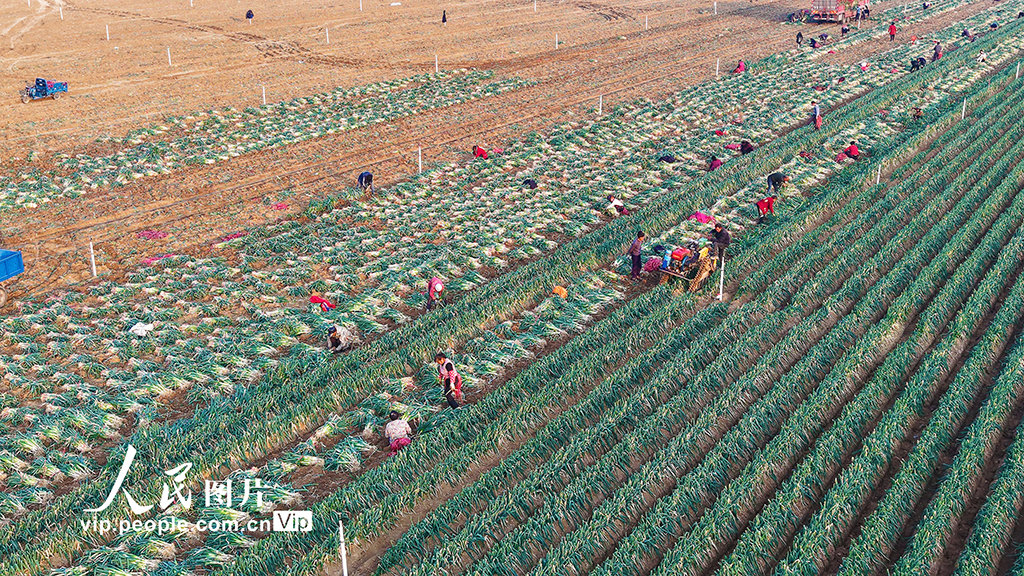 河南社旗：保障節前“菜籃子”供應【5】