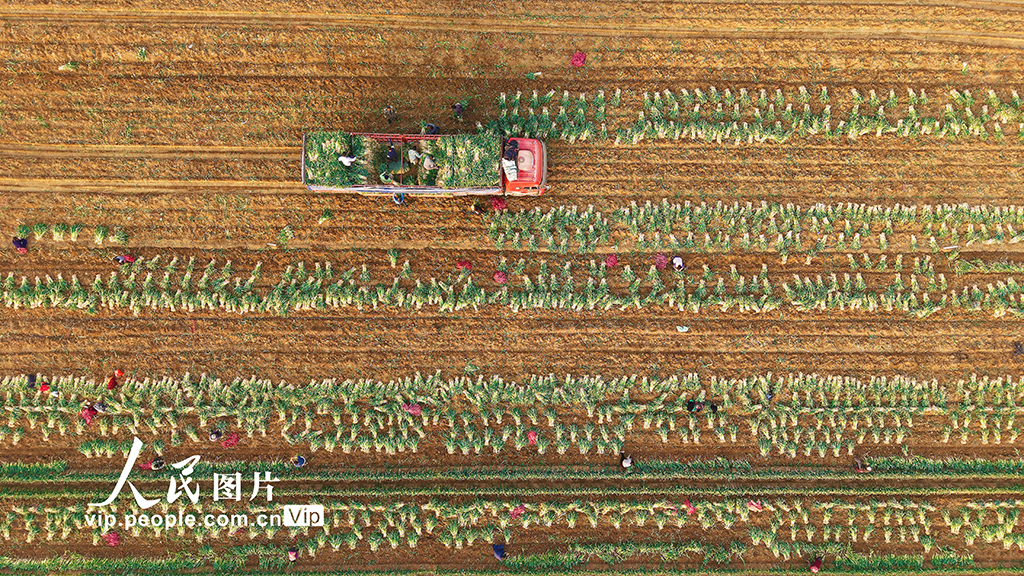 河南社旗：保障節前“菜籃子”供應【6】