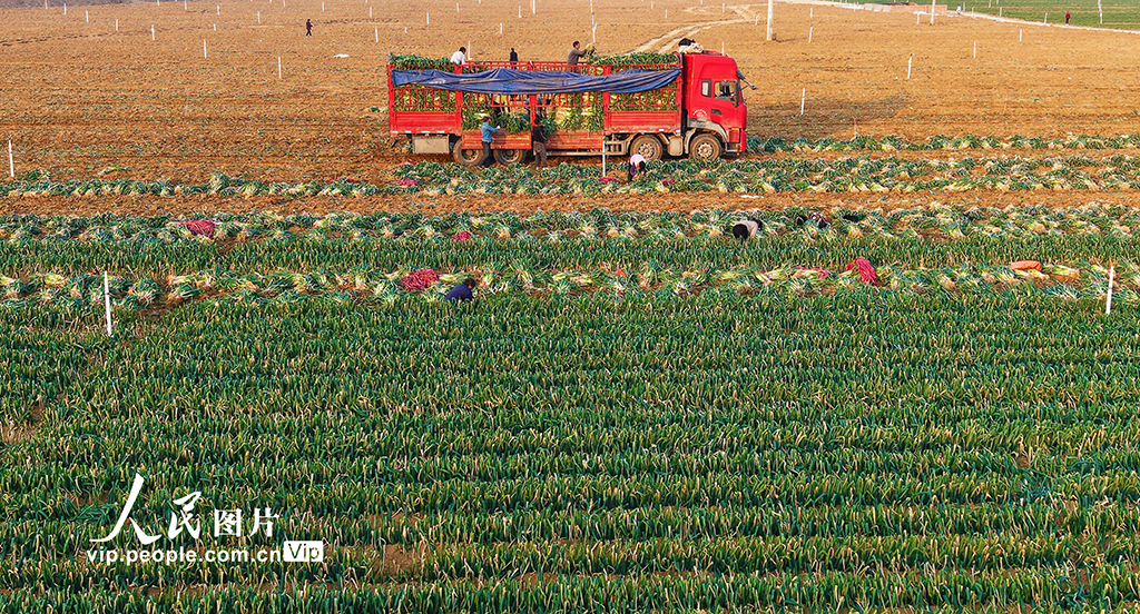 河南社旗：保障節前“菜籃子”供應【7】