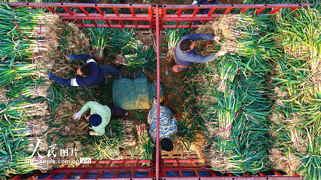 河南社旗：保障節前“菜籃子”供應