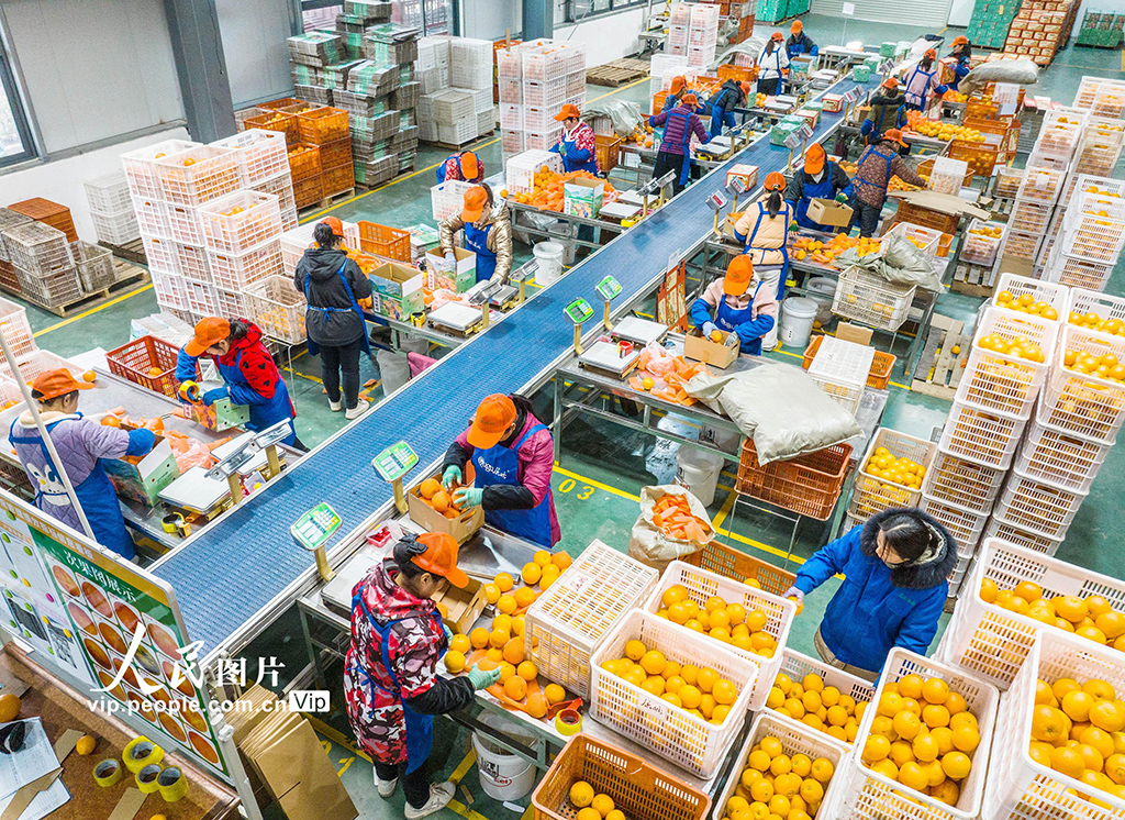 湖北秭歸：鮮橙銷售忙