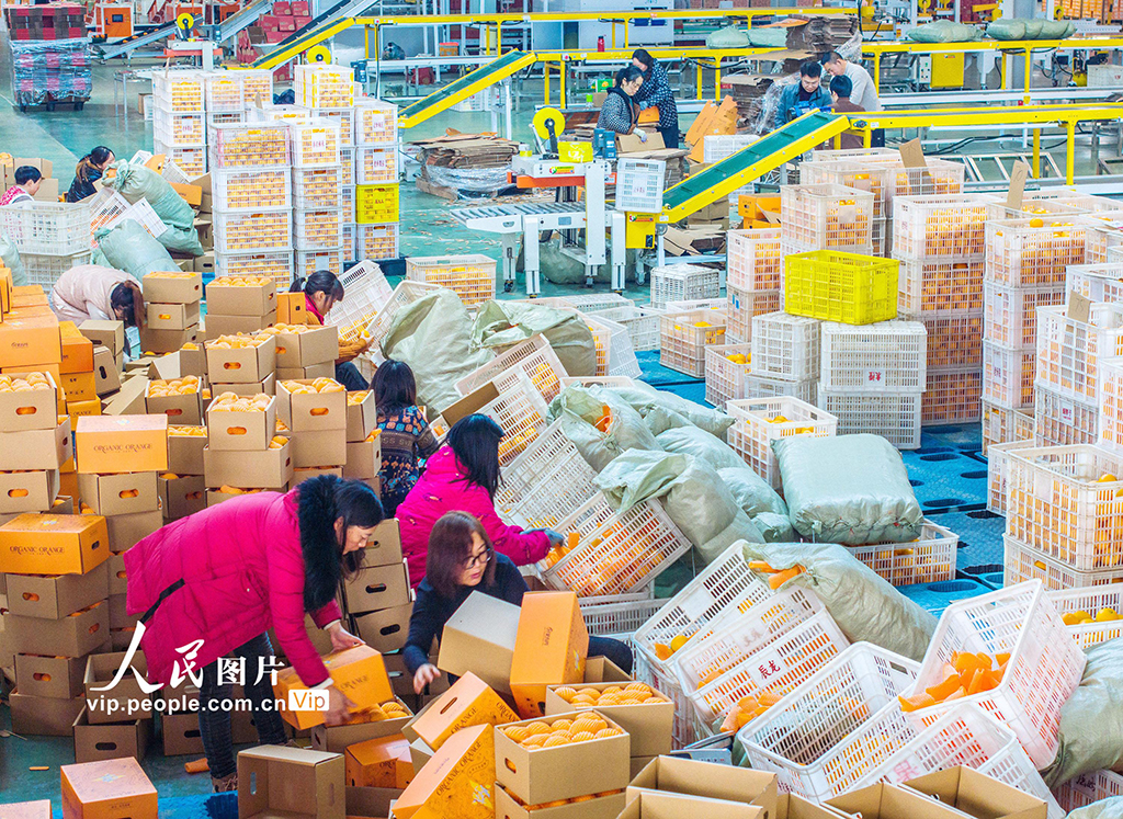 湖北秭歸：鮮橙銷售忙【5】