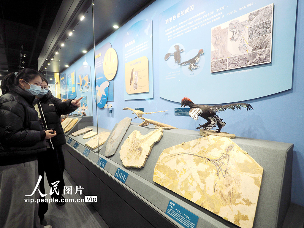 國家自然博物館“脊椎動物的崛起”展廳正式開放【6】