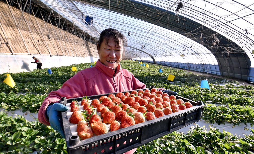 1月14日，村民在峰臺村一處智能溫室內展示成熟草莓。