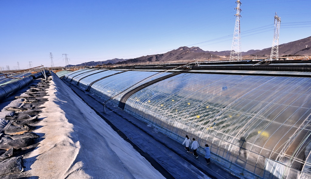 這是1月14日拍攝的峰臺村一處智能溫室外景。