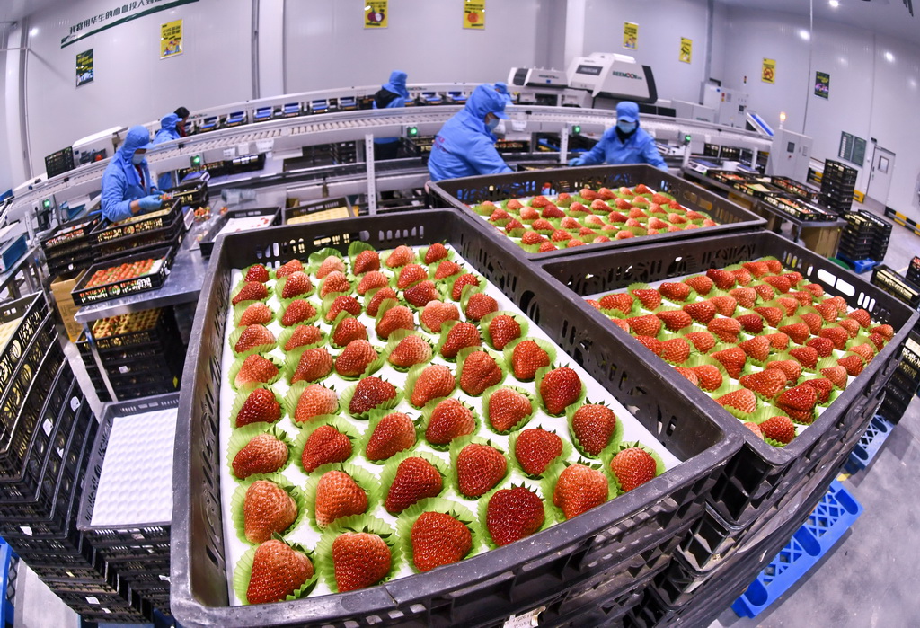 1月14日，村民在低溫包裝車間進行草莓篩選包裝。