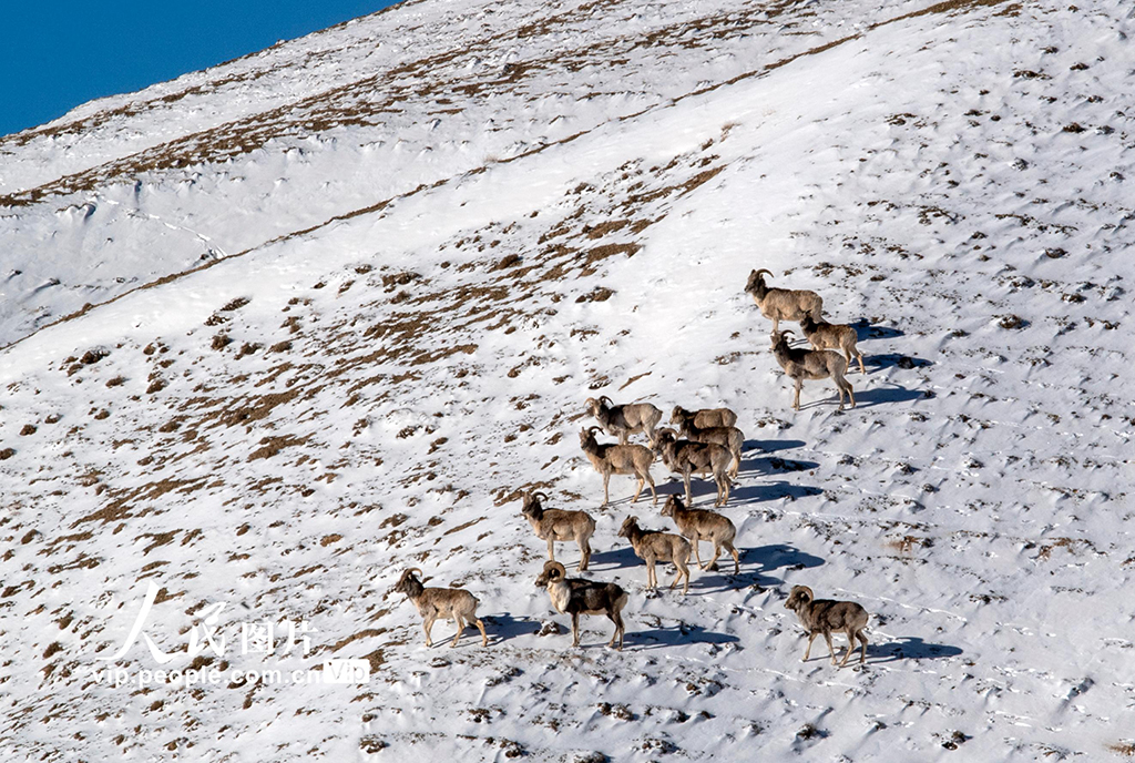 甘肅阿克塞：野生動物棲息雪域高原【10】