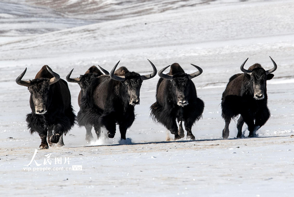 甘肅阿克塞：野生動物棲息雪域高原【4】