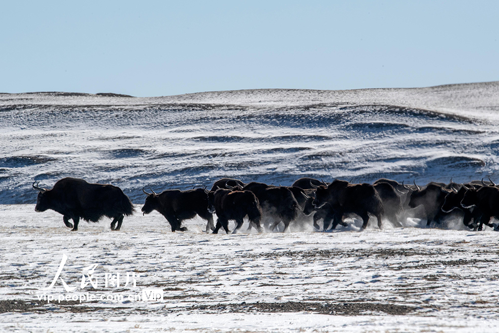 甘肅阿克塞：野生動物棲息雪域高原【7】