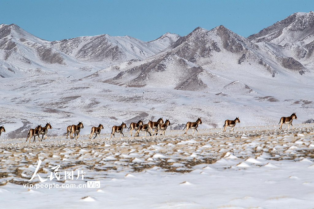 甘肅阿克塞：野生動物棲息雪域高原