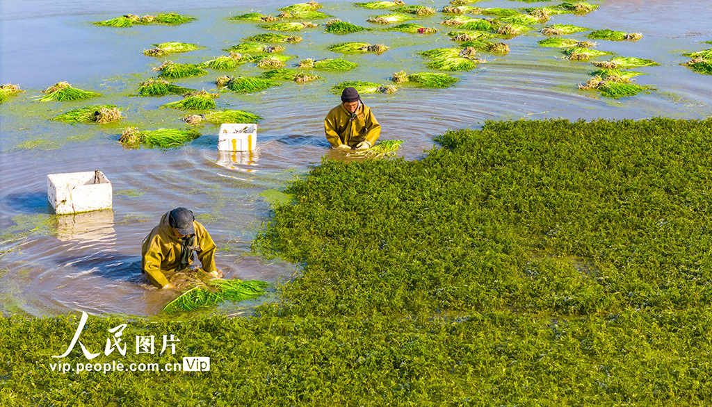 采收水芹菜【3】