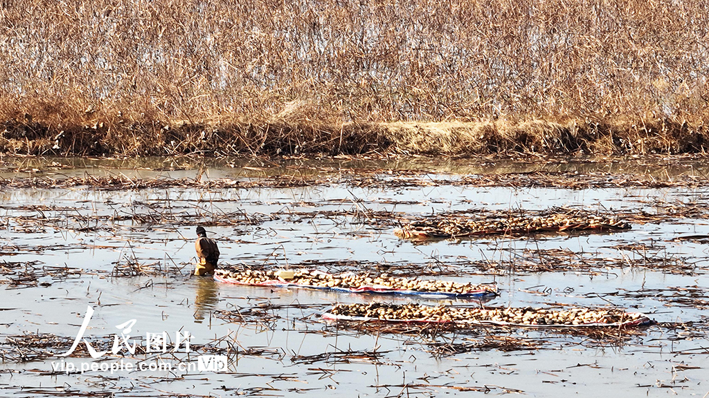 江蘇泗洪：采挖蓮藕供應市場【5】