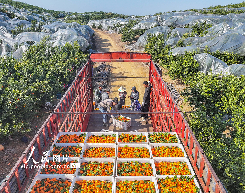 湖南道縣：砂糖橘上市【4】