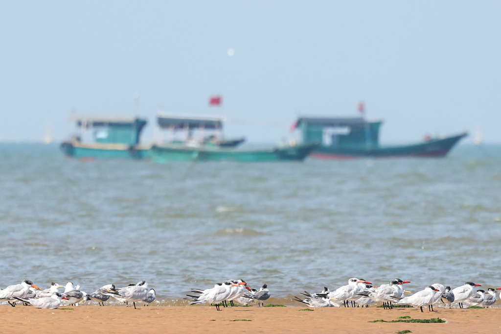 1月18日在海南儋州光村銀灘拍攝的紅嘴巨鷗和大鳳頭燕鷗。