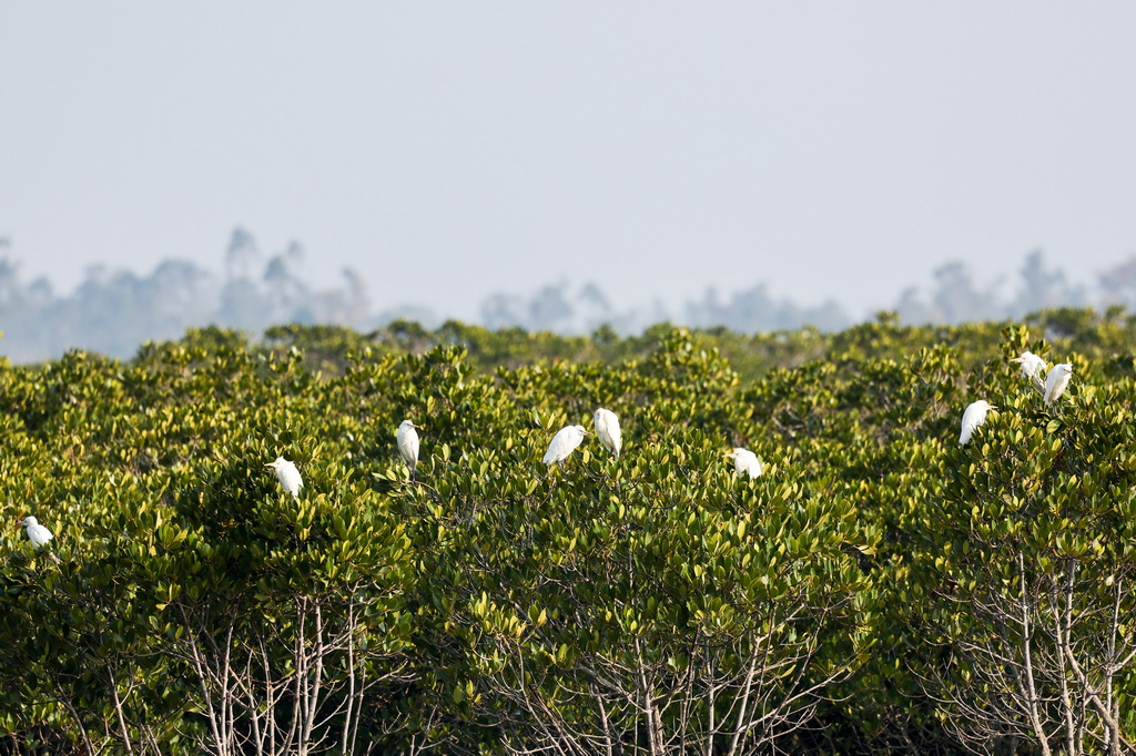 1月18日在海南儋州新盈紅樹林國家濕地公園拍攝的牛背鷺。
