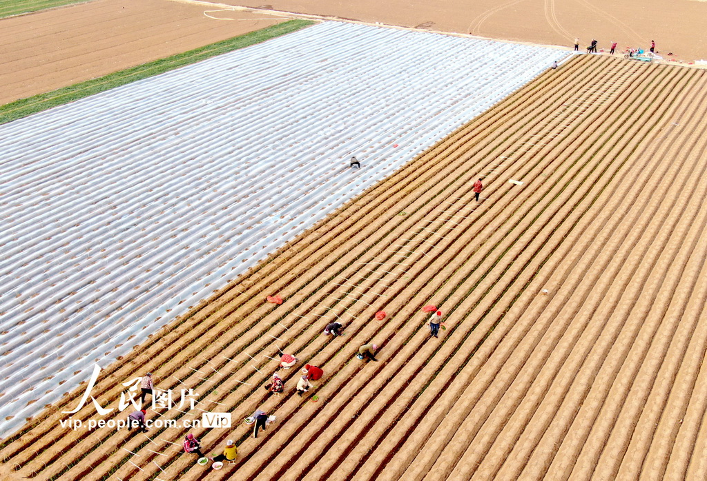 山東臨沂：冬種、冬管