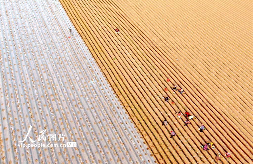 山東臨沂：冬種、冬管【2】