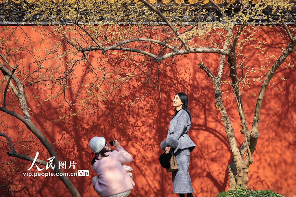 江蘇南京：大寒時節蠟梅香【2】