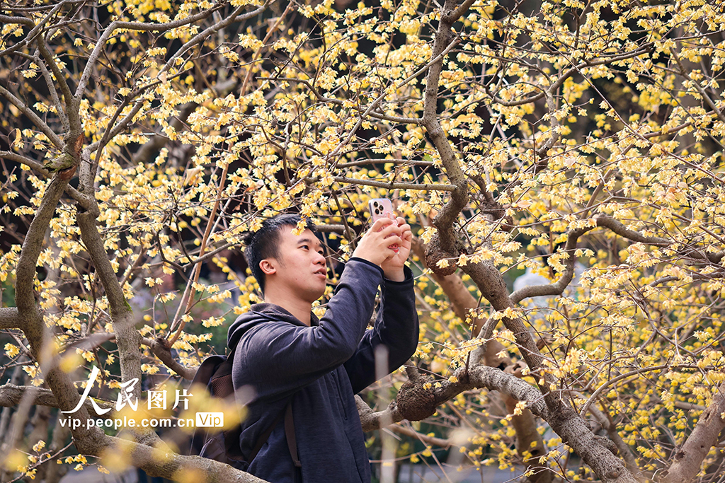 江蘇南京：大寒時節蠟梅香【3】