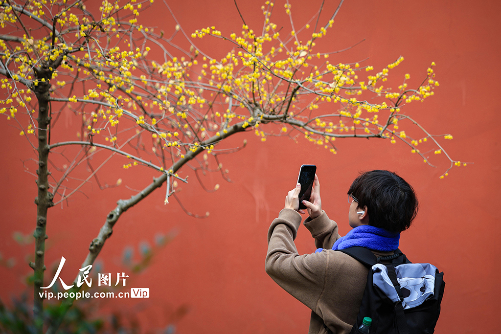 江蘇南京：大寒時節蠟梅香