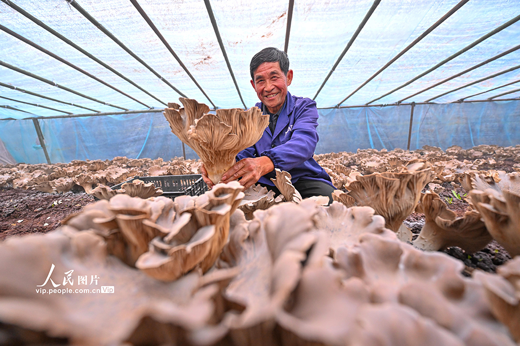 四川仁壽：靈芝菇上市