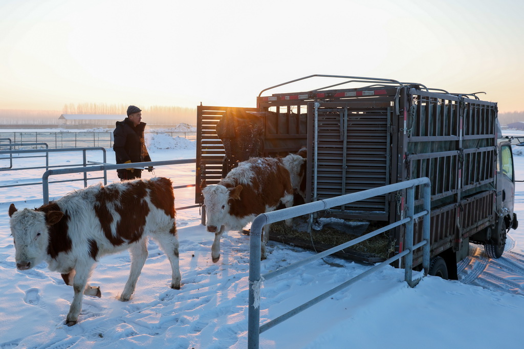 1月22日，在甘南鎮歡喜牲畜交易市場，養牛戶在將牛群引入圍欄。