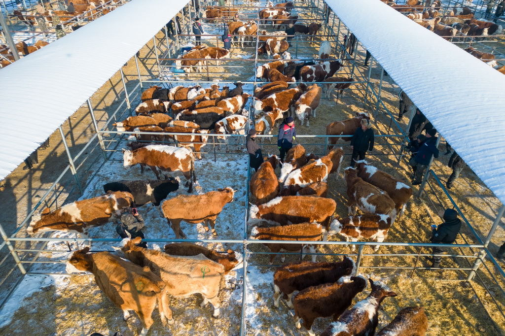 歡喜牛市交易忙