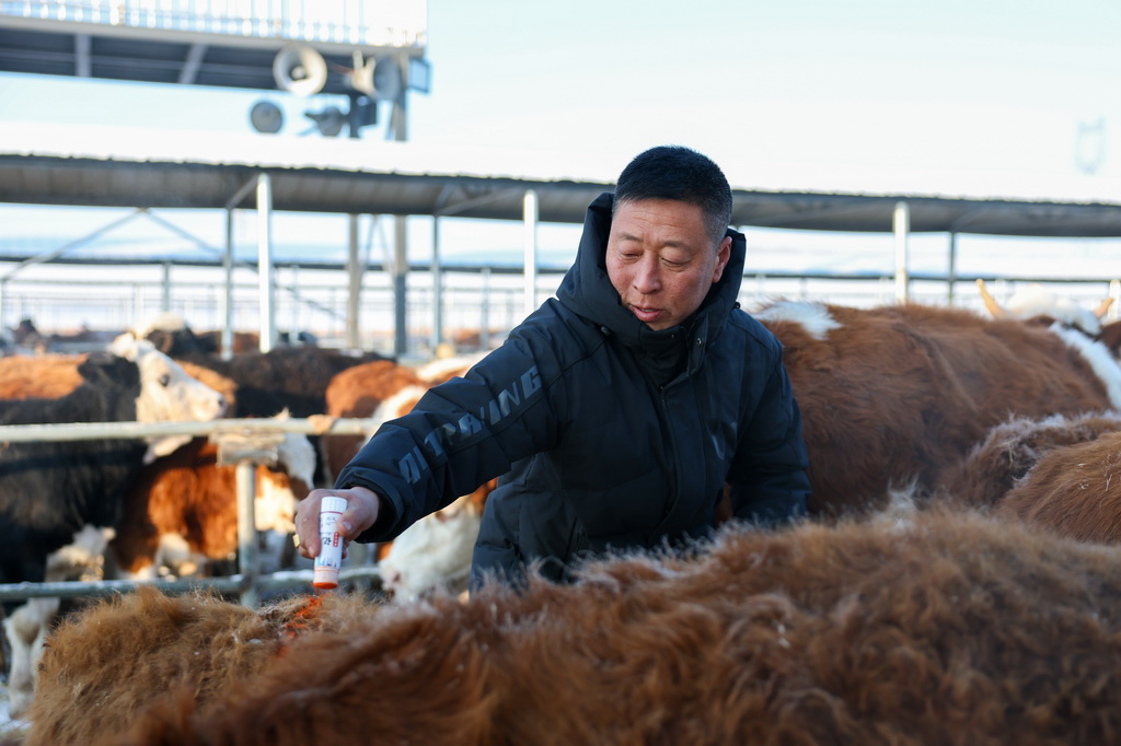 1月22日，在甘南鎮歡喜牲畜交易市場，一名購牛者在已購買的牛身上做標記。