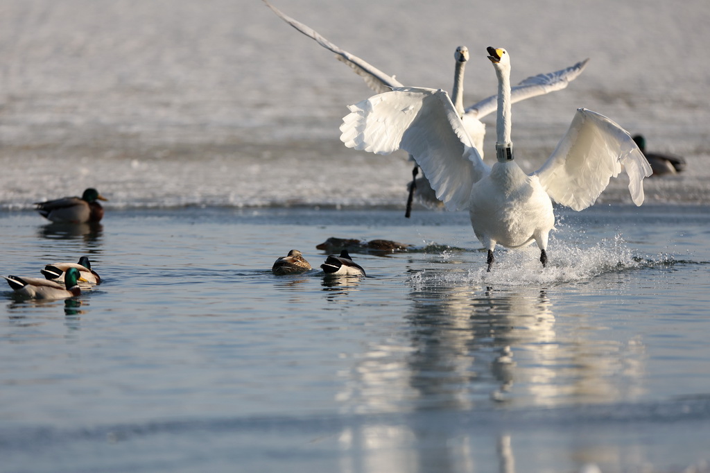 1月22日，大天鵝在甘肅省張掖市國家濕地公園內嬉戲。
