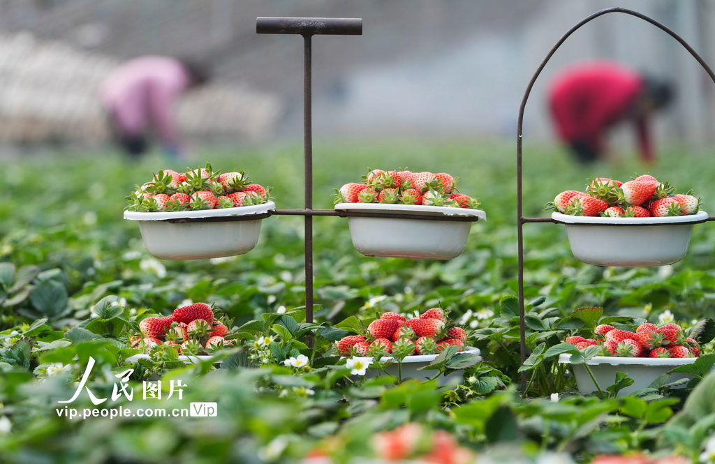 山東鄒平：果蔬豐收 供節日市場