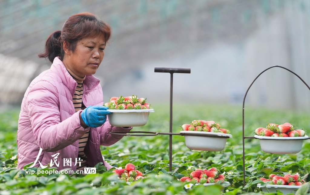 2025年1月23日，山東省鄒平市魏橋鎮鄭家村農民采收訂單草莓。