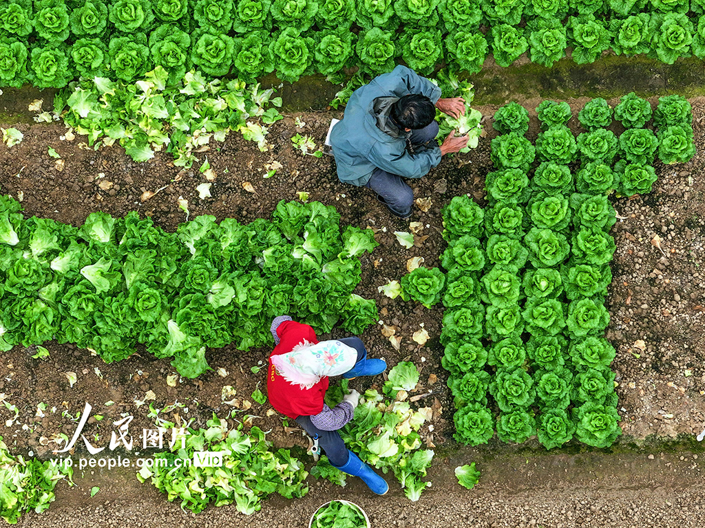 廣西南寧：全力保障春節“菜籃子”供應【3】