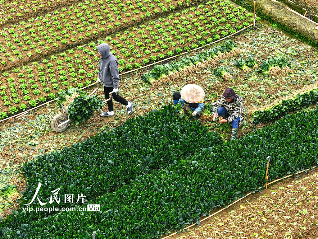 廣西南寧：全力保障春節“菜籃子”供應【4】