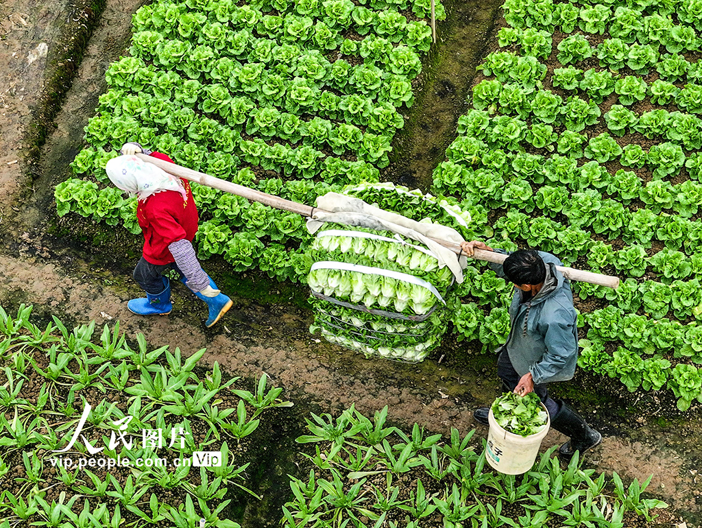 廣西南寧：全力保障春節“菜籃子”供應【2】