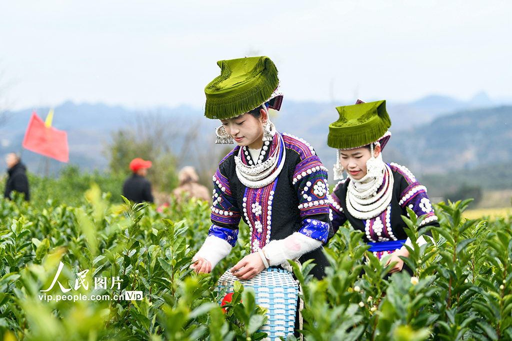貴州安龍：采茶迎新春【4】