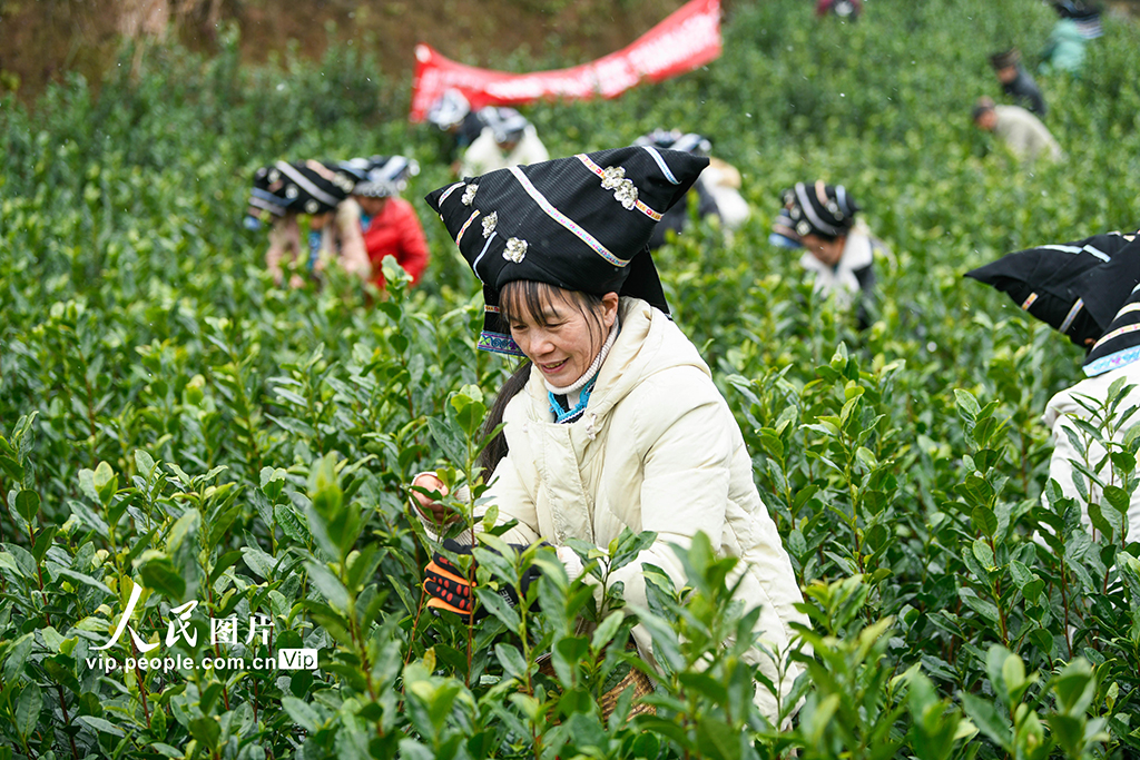 貴州安龍：采茶迎新春【6】