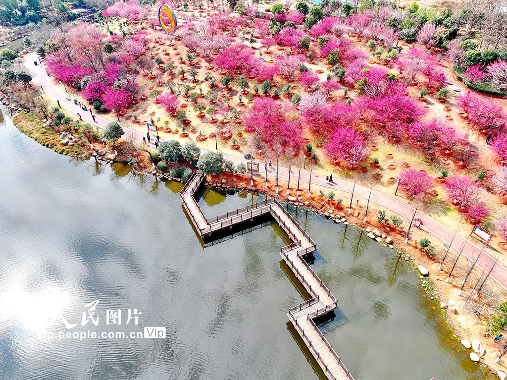 江西贛州：紅梅花開鬧新春【3】