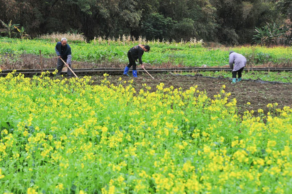 2月2日，農民在廣西河池市羅城仫佬族自治縣四把鎮石門村田間勞作。新華社發（吳耀榮攝）