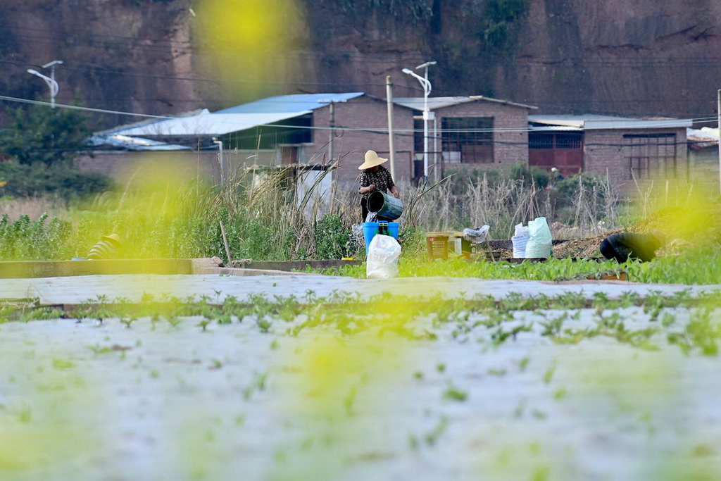 2月2日，農民在云南省大理白族自治州南澗彝族自治縣南澗鎮楊免莊村的蔬菜種植基地勞作。新華社發（適志宏攝）