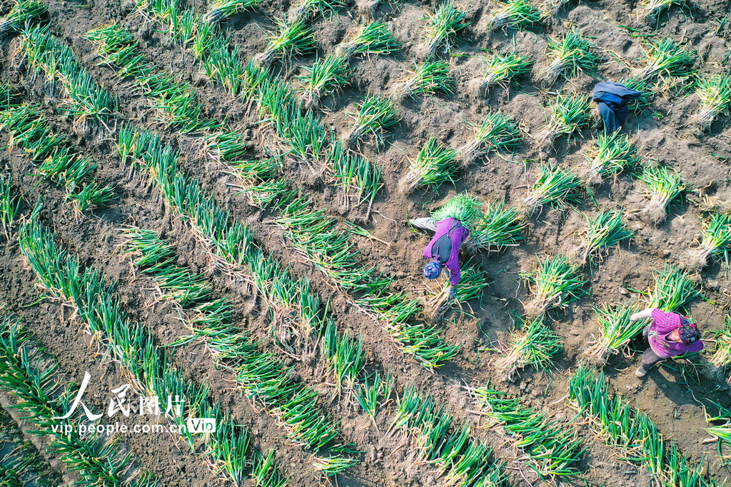 江蘇如皋：人勤春早農事忙