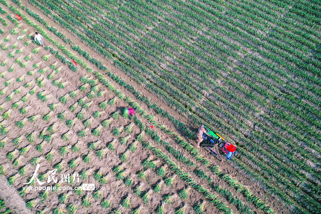 江蘇如皋：人勤春早農事忙【2】