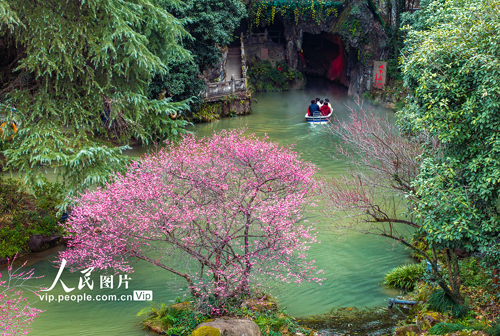 浙江金華：梅花綻放風景宜人【3】