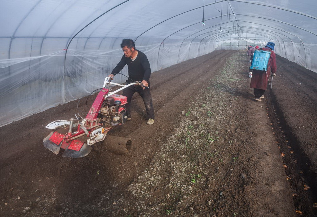 2月7日，嘉興市南湖區新豐嘉奕糧果蔬農場的種植戶在大棚內進行機械開溝，為生姜播種做準備。