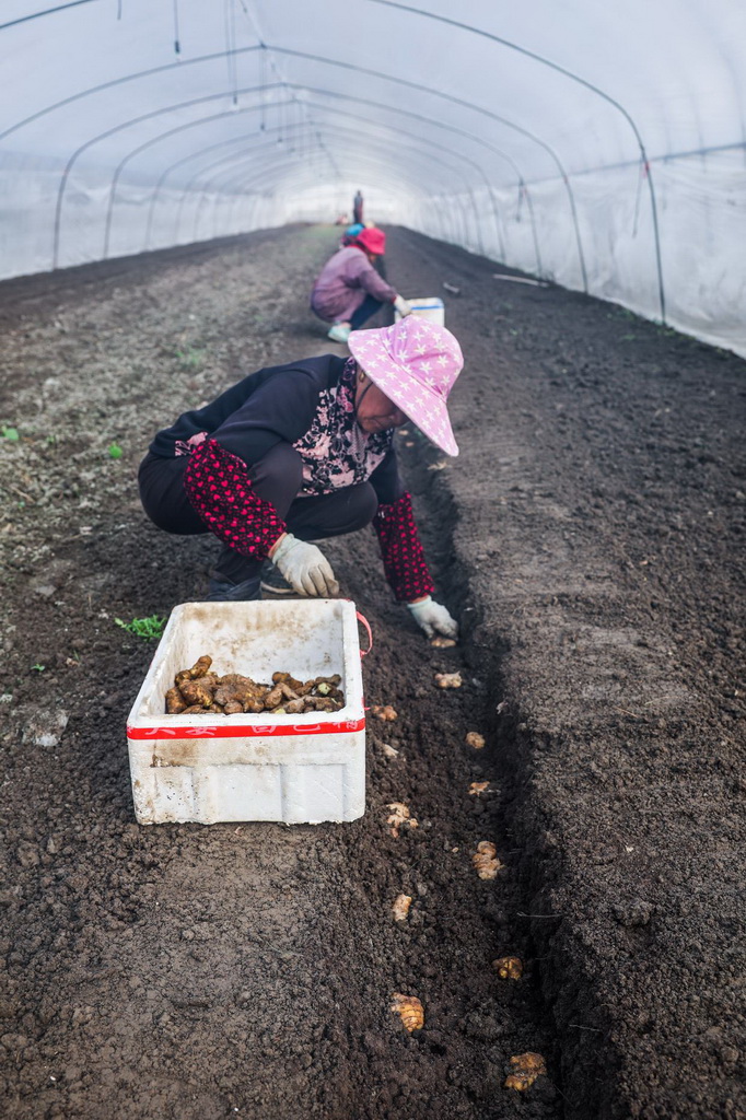 2月7日，嘉興市南湖區新豐嘉奕糧果蔬農場的種植戶在大棚內種植生姜。