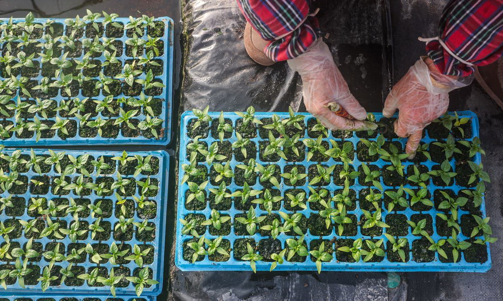 2月7日，在嘉興市南湖區新豐鎮紫色田園農場大棚內，種植戶對發芽后的辣椒育苗板進行補種。